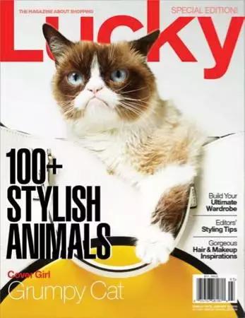 养一只猫咪需要多少钱,没有钱可以养猫咪吗