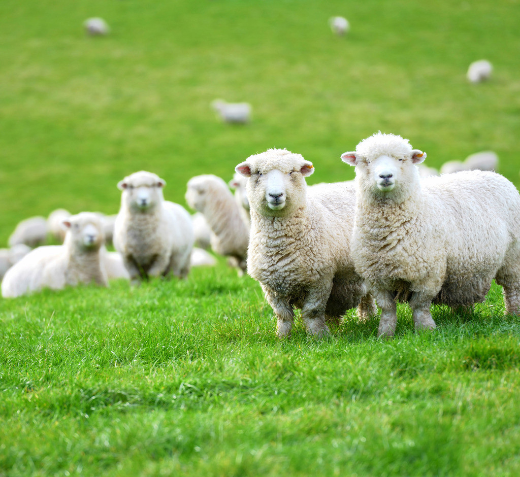 现实羊村是什么样子的,厉害了现在的农村