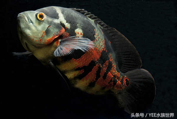 一米五的鱼缸养几条地图鱼合适,地图鱼能和什么鱼一起养好一些