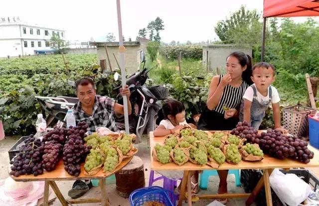 贵阳这个季节水果采摘线路，错过又要等一年