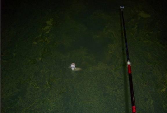 夜钓鱼有什么危害,夜钓的十个秘诀