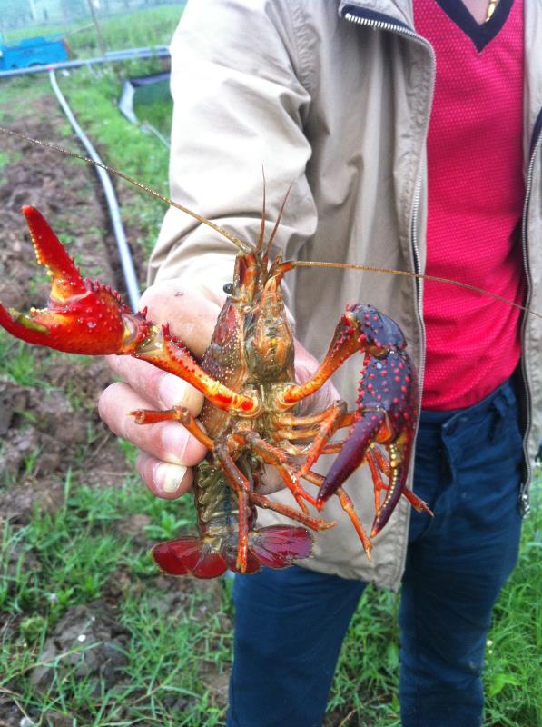 野生龙虾允许钓吗,野生龙虾能养在鱼缸里吗