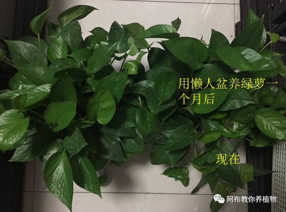 绿萝绿植怎么养活得快一点,绿萝绿植养护技巧图解大全