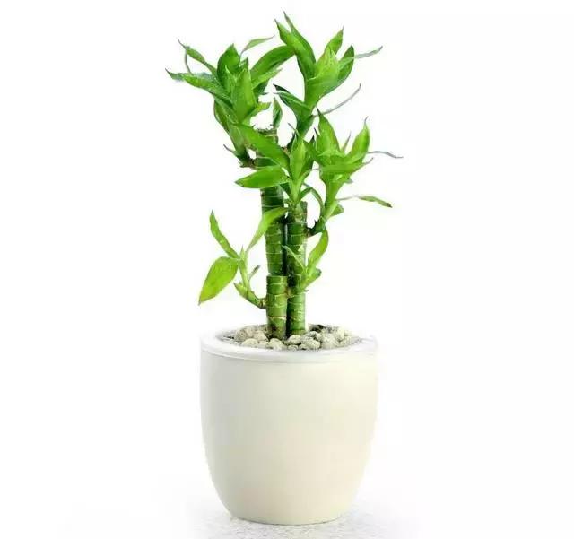 水养绿萝怎么用啤酒养,绿萝水养能用生根粉吗