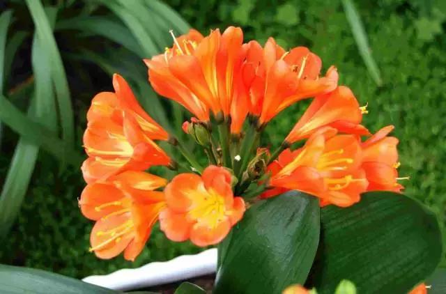 水养绿萝怎么用啤酒养,绿萝水养能用生根粉吗