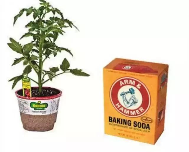 水养绿萝怎么用啤酒养,绿萝水养能用生根粉吗