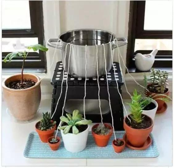 水养绿萝怎么用啤酒养,绿萝水养能用生根粉吗