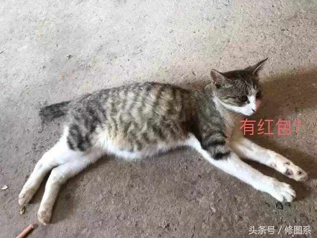 修图师会用哪些修图软件,修图师都用ps么