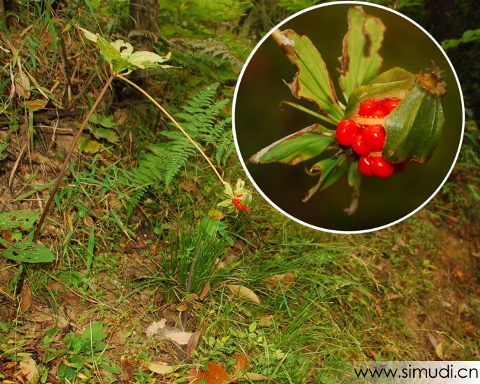 秦岭深山中药材灯台七、七叶一枝花、重楼