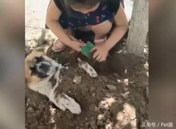 小女孩用泥土玩“埋狗”游戏,狗狗一脸生无可恋的任埋