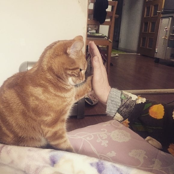 不要说我孤独，我还有猫