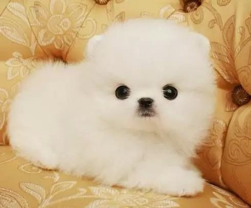 各种狗及身价，终于收全了