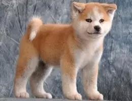 各种狗及身价，终于收全了