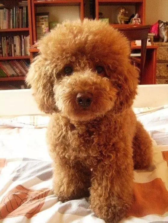 各种狗及身价，终于收全了