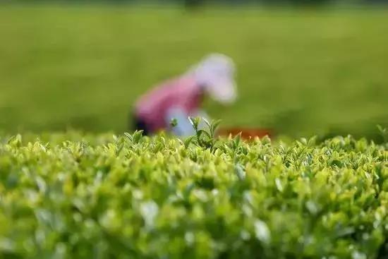 苏州东山好的民宿推荐,小而精的民宿