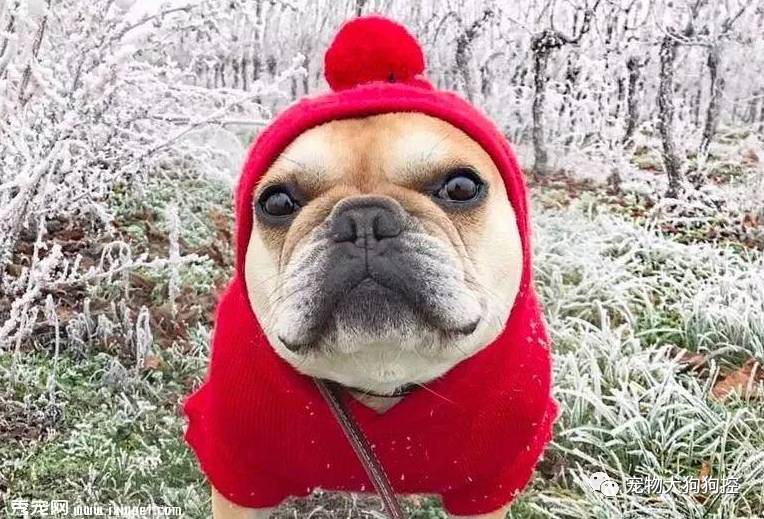 狗狗驱虫前洗澡还是驱虫后洗澡,狗狗体外驱虫什么时候再驱虫