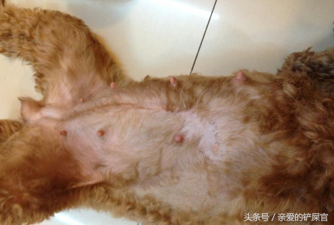 狗狗怀孕后有哪些征兆,狗狗怀孕后有哪些表现