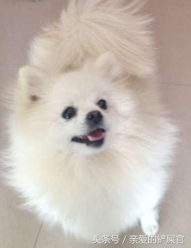 狗狗怀孕后有哪些征兆,狗狗怀孕后有哪些表现