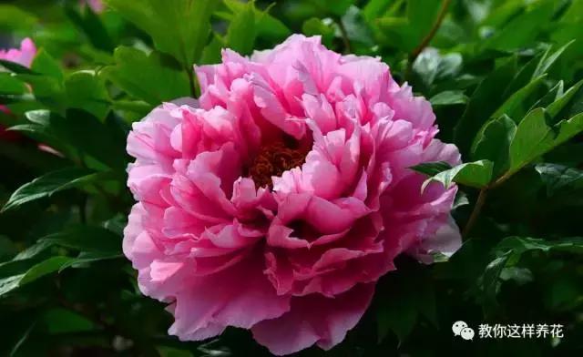 中国国花有什么样的品质,中国国花有什么品质