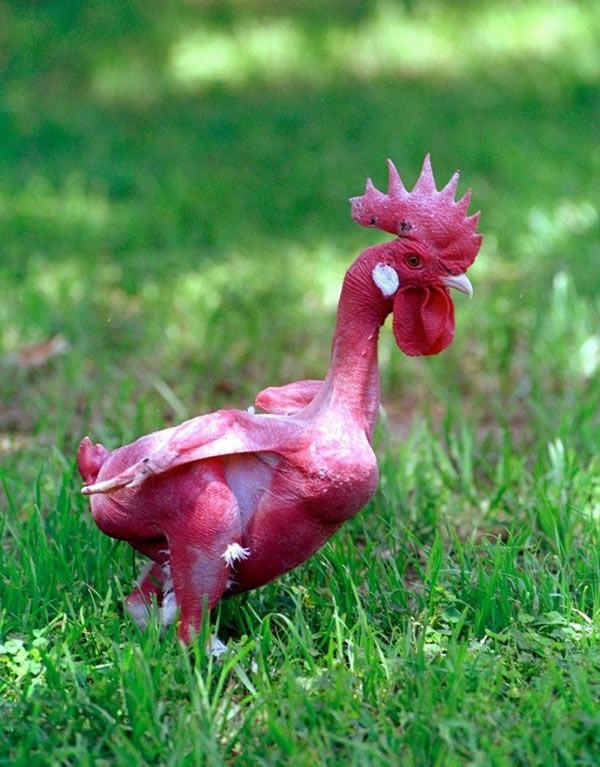 9个奇怪的无毛动物