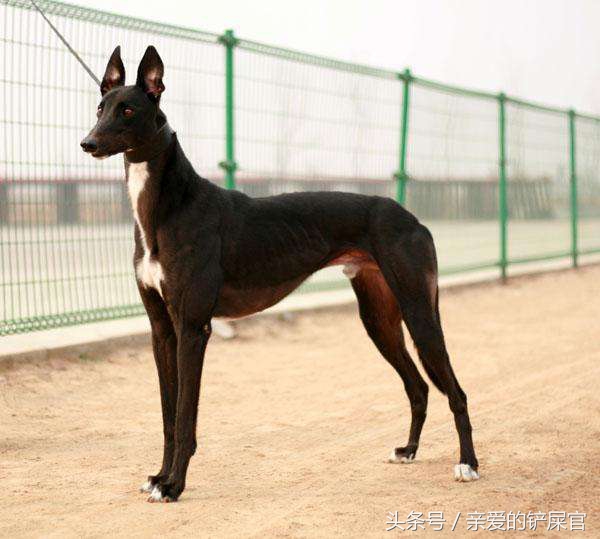 格力犬怎么能达到最佳状态,格力小知识视频