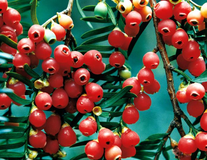 红豆杉现在大量种植有销路吗视频,红豆杉种植前景怎么样