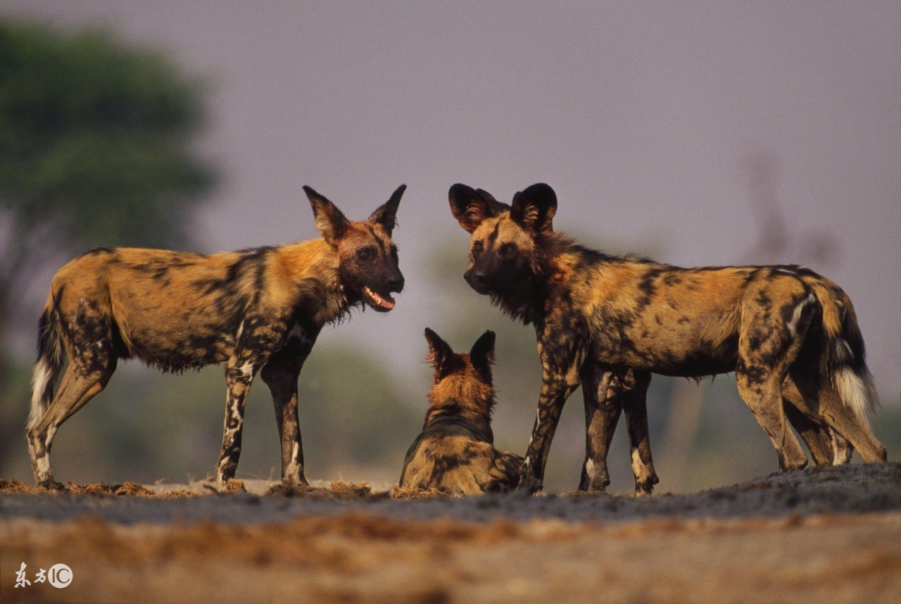 野狗和鬣狗到底谁更强,鬣狗与野狗哪个更凶残