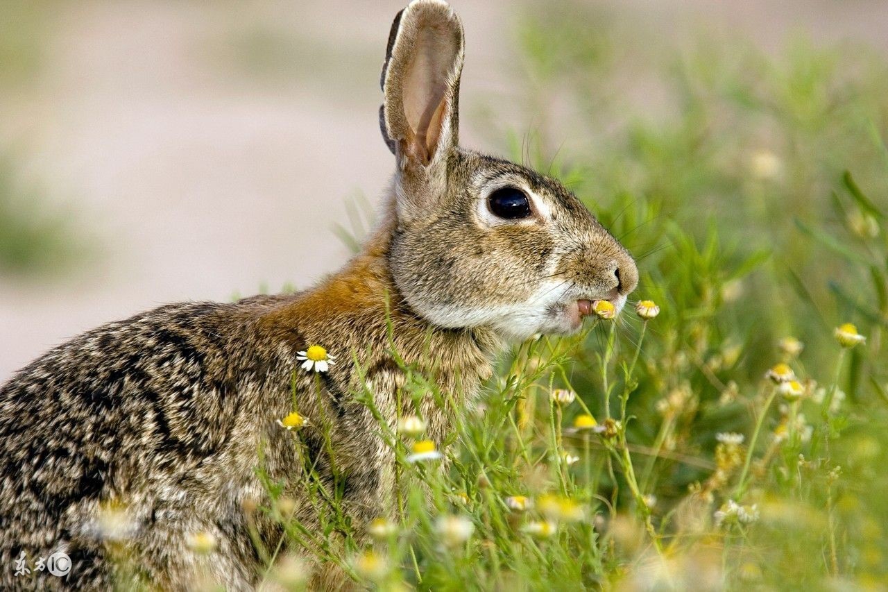 2024属兔化解太岁佩戴观音可以吗,2023年属兔人太岁化解