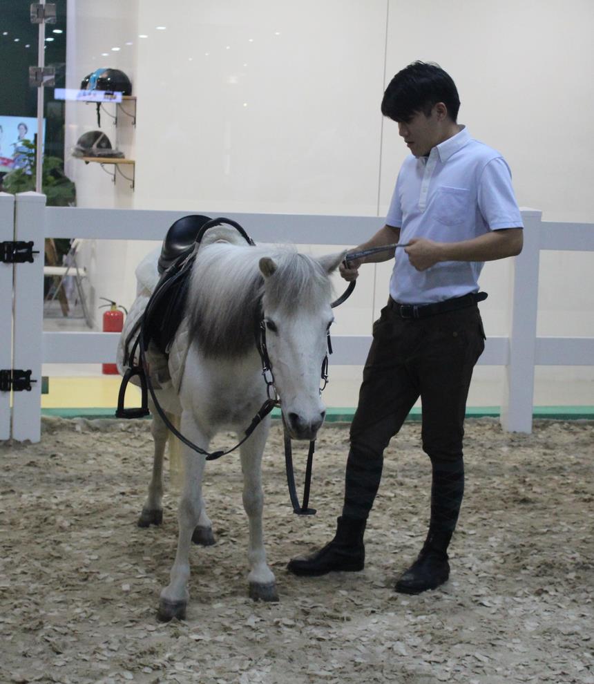 初学骑马的技巧视频,新手骑马的基本要领有哪些呢