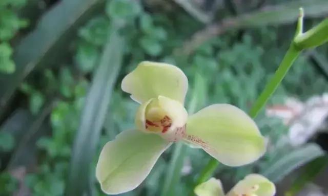 四季兰用什么盆栽最好看,四季兰花期养护