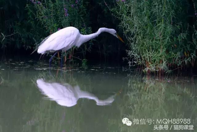 动物百科视频大全40分钟,动物百科第一期鸟类