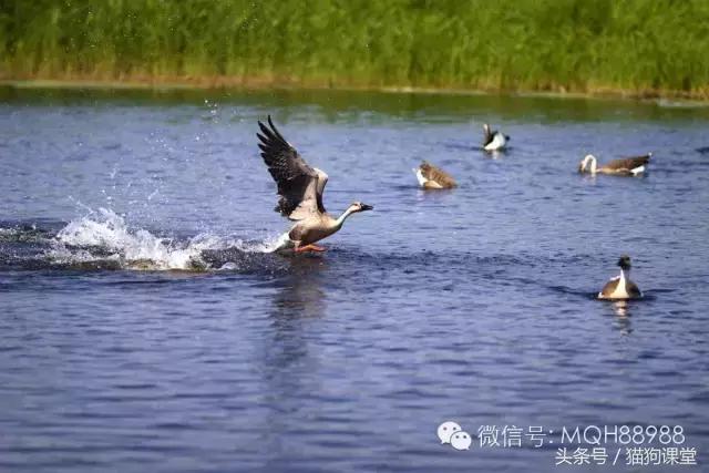 动物百科视频大全40分钟,动物百科第一期鸟类