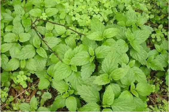 身边常见草药图片及价格,身边最常见的中草药图片大全