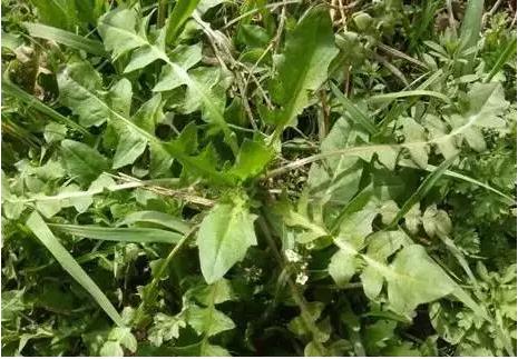 身边常见草药图片及价格,身边最常见的中草药图片大全