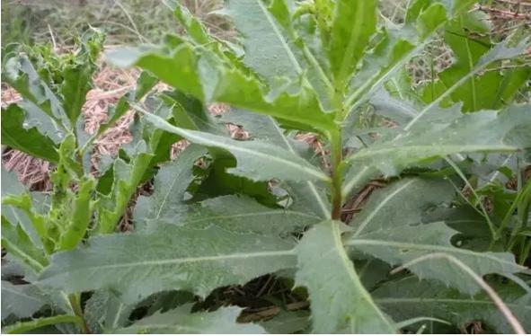 身边常见草药图片及价格,身边最常见的中草药图片大全