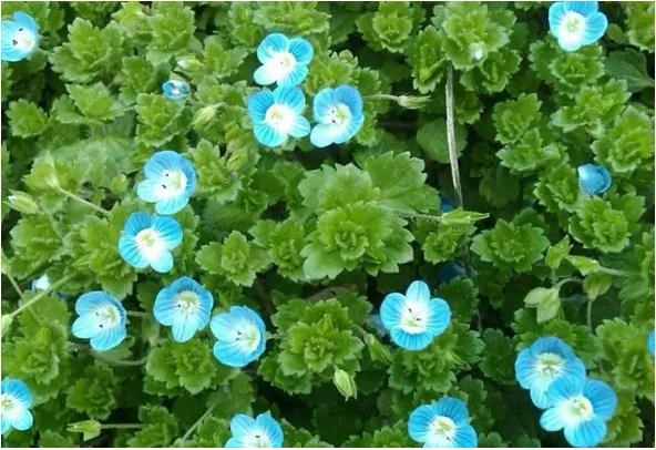 身边常见草药图片及价格,身边最常见的中草药图片大全