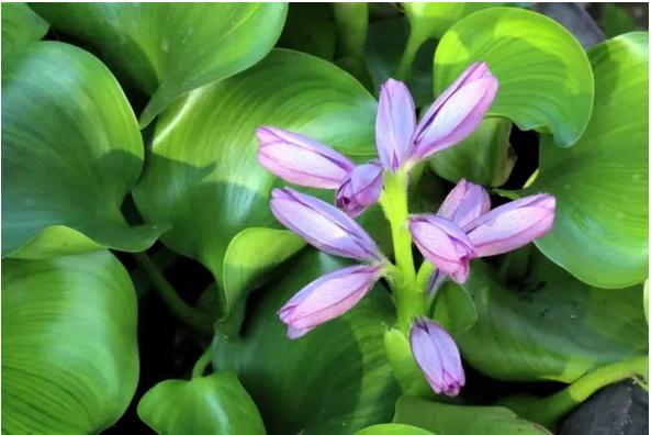 身边常见草药图片及价格,身边最常见的中草药图片大全