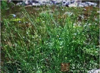 身边常见草药图片及价格,身边最常见的中草药图片大全