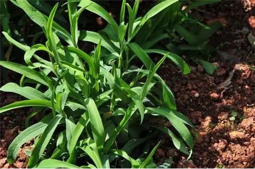 身边常见草药图片及价格,身边最常见的中草药图片大全