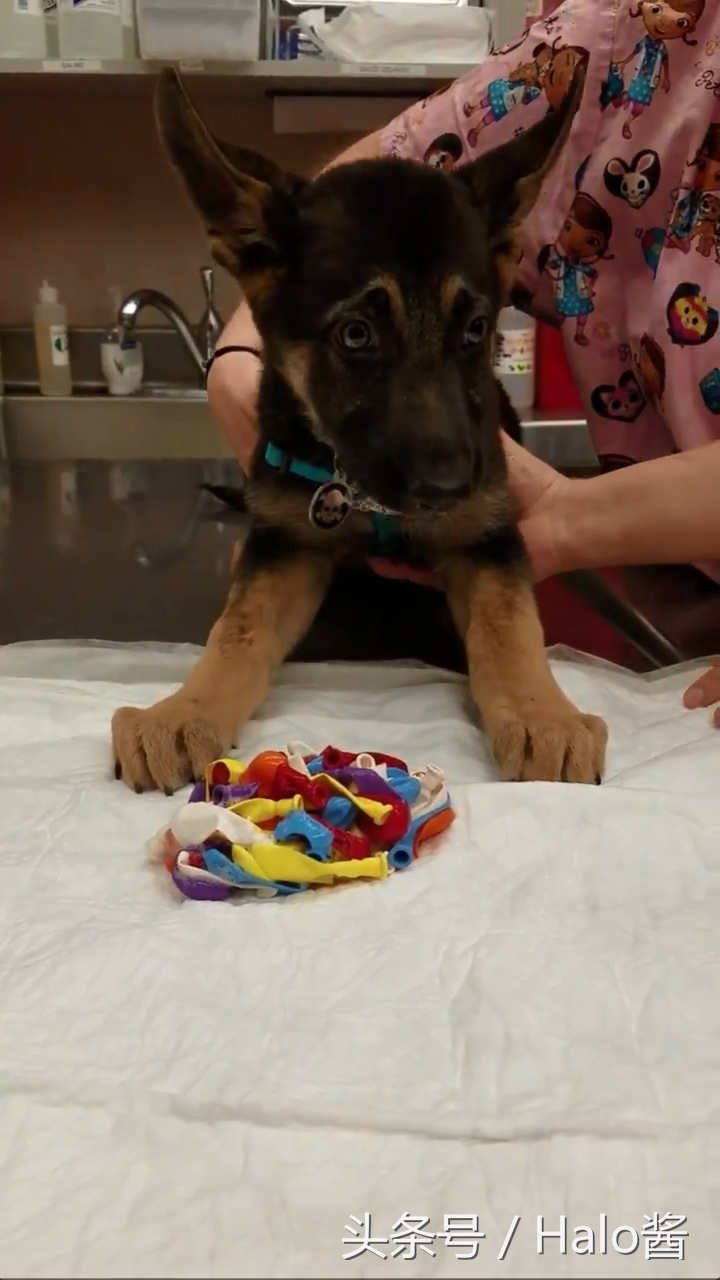 咋啥都吃得下呢？调皮狗子不舒服，饲主带去兽医院吐出一堆气球！