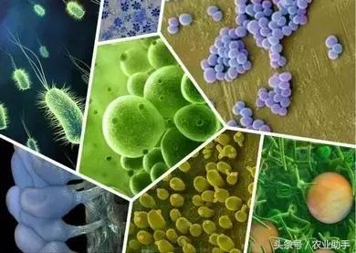 枯草芽孢杆菌能浇花吗,枯草芽孢杆菌生产方法