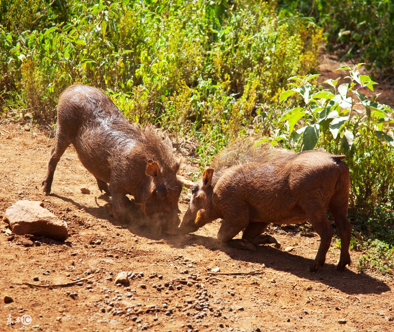 猪病预警;夏秋交接猪皮肤病!