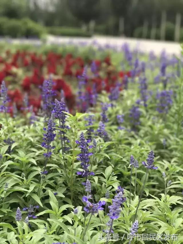 呼和浩特市新钢公园,新钢公园位置