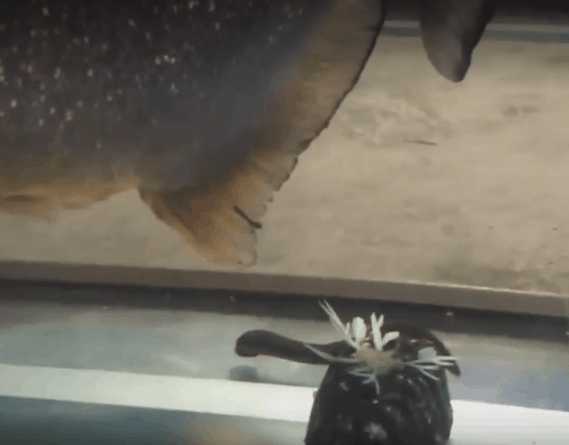 潜水员海底发现神秘巨型柱状生物,潜水员在水下发现异形生物