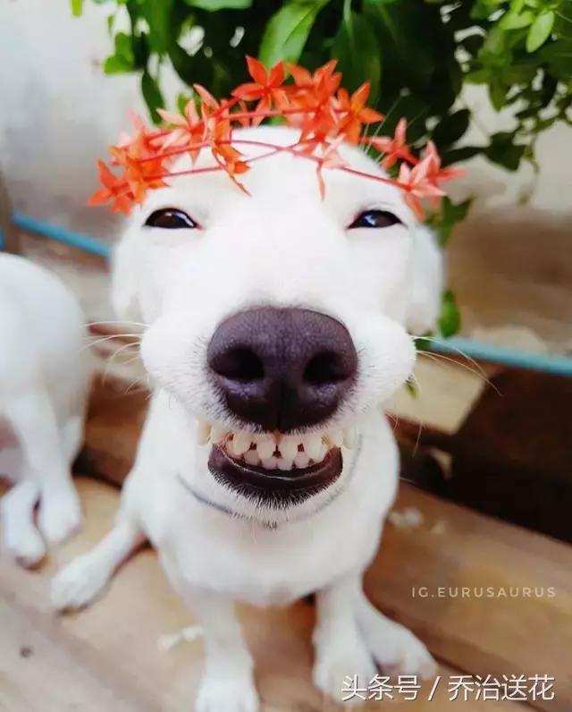 你见过有如此灵性的狗吗,难得一见的好看狗