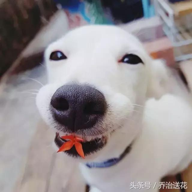 你见过有如此灵性的狗吗,难得一见的好看狗