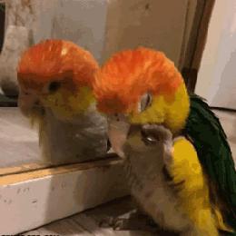 鹦鹉突然狂扇翅膀大叫是为什么,鹦鹉在家里乱叫怎么办