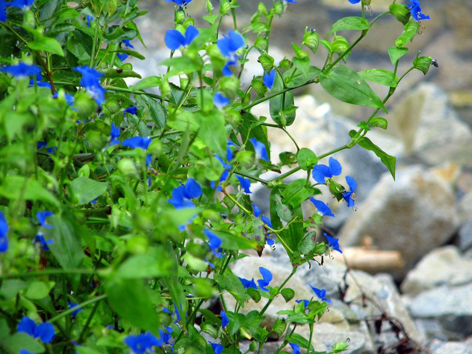 鸭跖草产地,鸭跖草百度