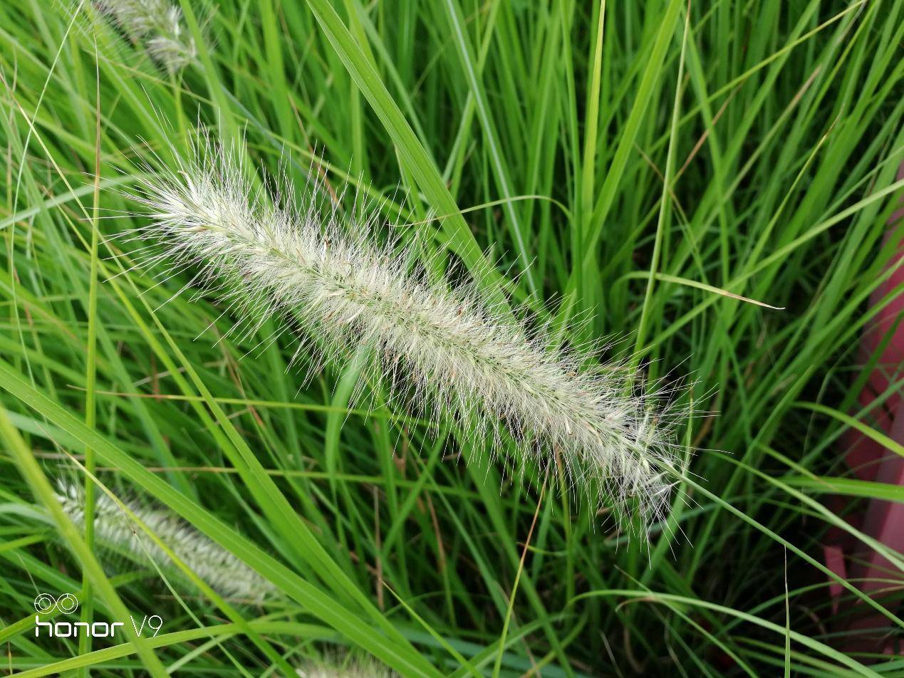 荣耀v9和荣耀9的性能有什么区别,荣耀9和荣耀v9哪个好值得买