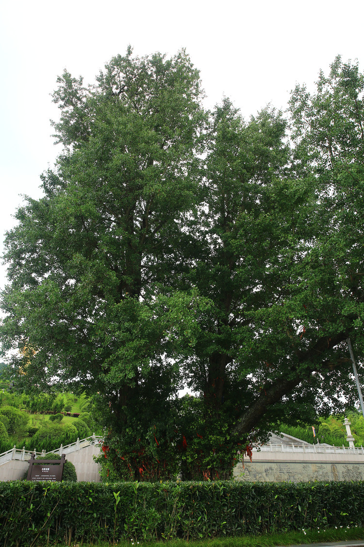 炭河古城亲子游,游炭河古城感想